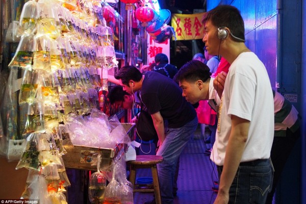 أغرب وأكبر سوق للمخلوقات المائية في هونج كونغ
