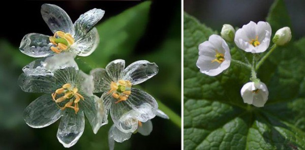 زهرة بيضاء تتحول إلى "شفافة" حين يُلامسها الماء