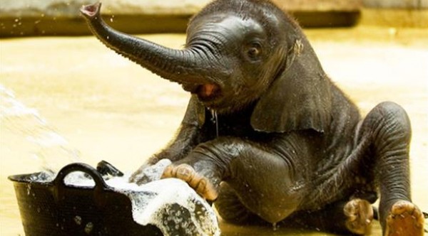 الصور: حيوانات ظريفة تستمتع بالرغوة والماء في حمامها الخاص