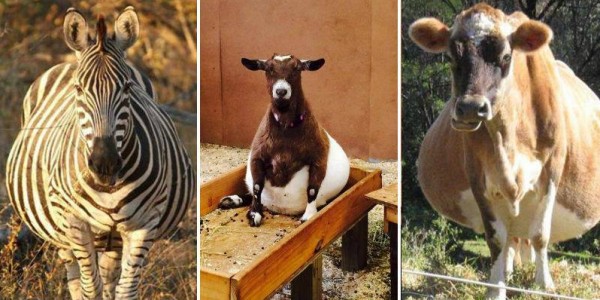 ‏صور طريفة‬ لحيوانات في ‫‏شهور الحمل الأخيرة‬!
