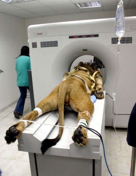 بالصور.. لقطات رائعة للحيوانات في غرفة العمليات