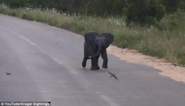 فيديو لـ" فيل صغير " يطارد العصافير يُحقق 5.5 مليون مشاهدة