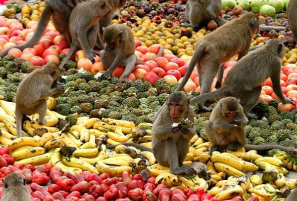 وليمة القرود الآسيوية