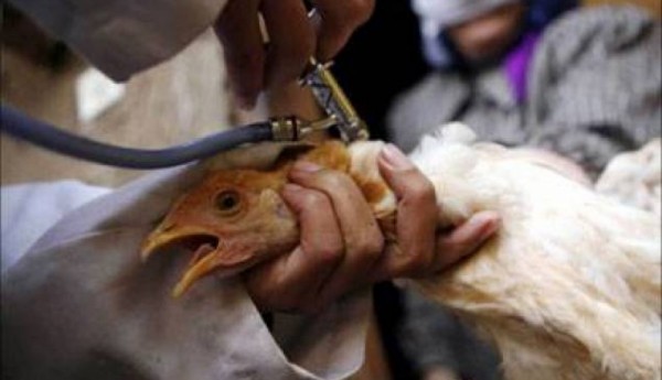 غزة - الزراعة تُعدم 2500 طير مصاب بـ "إنفلونزا الطيور"