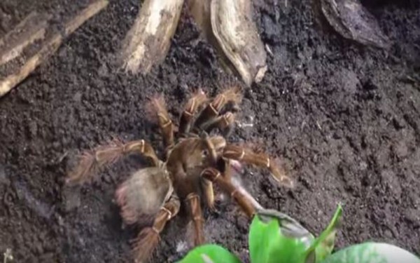 فيديو.. لحظة التهام عنكبوت ضخم لفريسته