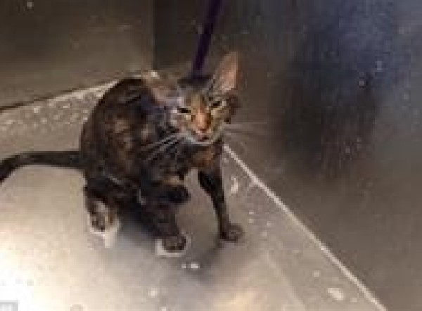 بالفيديو: قطة تنطق عبارة "لا أريد المزيد" أثناء استحمامها