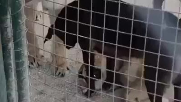 بالفيديو: كلب يلقن أسدين درساً في الشجاعة