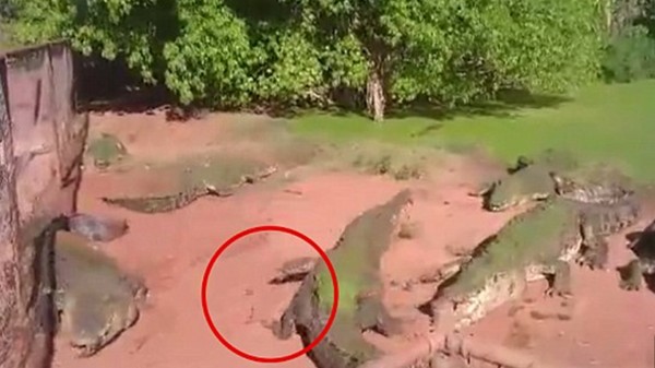 فيديو مخيف: تمساح جائع يلتهم ذراع آخر
