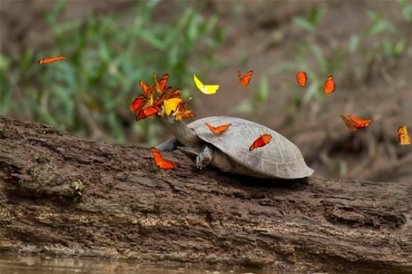 لقطات مذهلة لفراشات تشرب دموع السلاحف