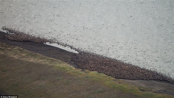 بالصور.. فيلة البحر تغزو شاطئ ألاسكا