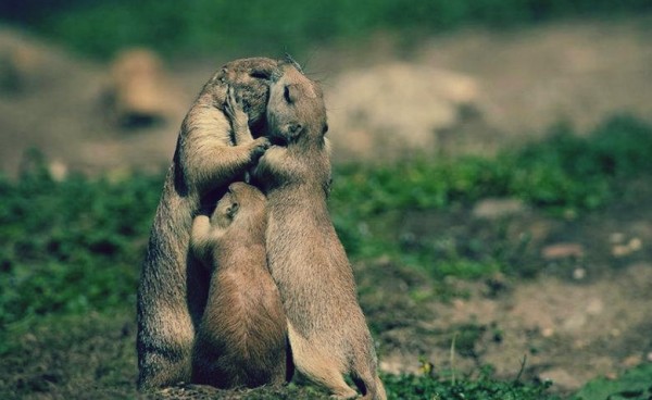 11 صورة توضح "الحب في عالم الحيوان": تعبر عن الكثير