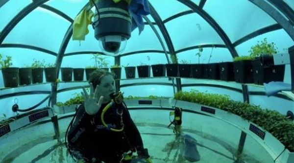 شركة إيطالية تدشن أول حديقة لإنتاج الخضروات تحت الماء | دنيا الوطن