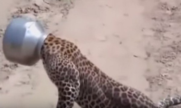 شاهد بالفيديو.. رأس النمر تتعلق في وعاء الماء بسبب العطش
