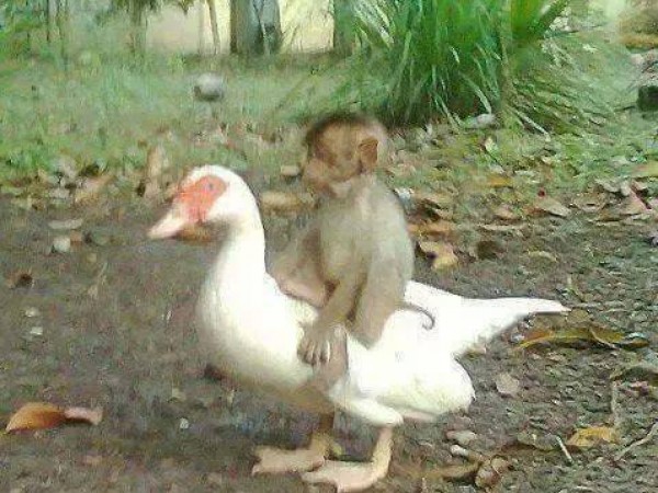 بالصور.. قصة غريبة لبطة وقرد جمعتهما صداقة قوية ويموتان معا
