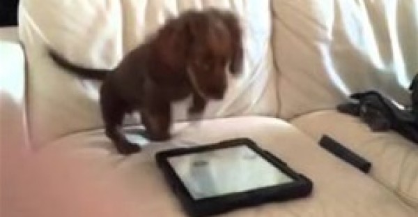 بالفيديو.. كلب صغير يصاب بالجنون بسبب "آي باد"