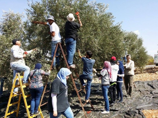 الاغاثة الزراعية تبدأ حملتها احنا معكم لقطف الزيتون في قرية مردة بمحافظة سلفيت