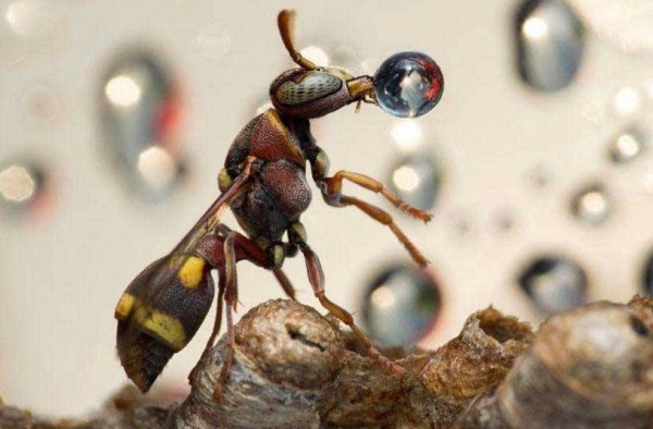 لقطة نادرة لنحلة تمتص قطرات الماء
