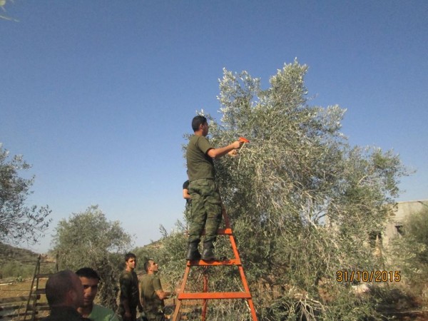 حركة فتح والأمن الوطني في سلفيت يواصلان العمل التطوعي لقطف الزيتون في مردا