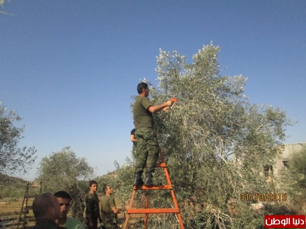 حركة فتح والأمن الوطني في سلفيت يواصلان العمل التطوعي لقطف الزيتون في مردا