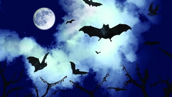أخيرا .. العلماء يكشفون سر قدرة الخفافيش على النوم في وضع مقلوب