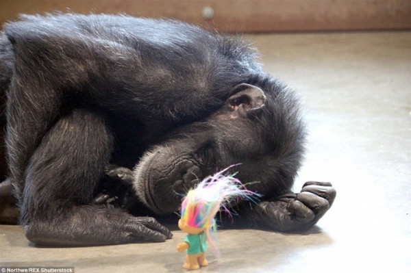 صور مؤثرة لـ "شامبانزي"يعاني من حالة سيئة بعد فقدان صغاره