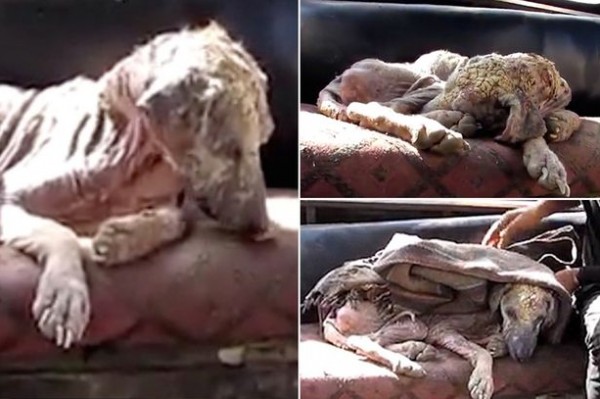 بالفيديو: شاهد كيف تعافت هذه الكلبة في ستة أسابيع بعد تحجر جلدها