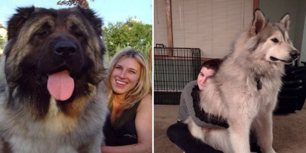 بالصور: كلاب أكبر حجماً من أصحابها. لن تصدق أنها حقيقية!
