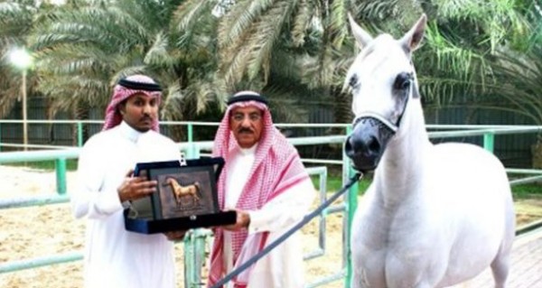 السعودية تعدم حصانا شاذا جنسيا تبلغ قيمته 12 مليون دولار