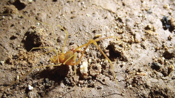 علماء البيولوجيا يعثرون على عنكبوت غريب الأطوار في كهوف البرازيل
