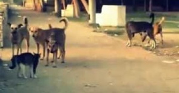 بالفيديو.. قط بلدي يلقن 5 كلاب ضخمة درسا قاسيا