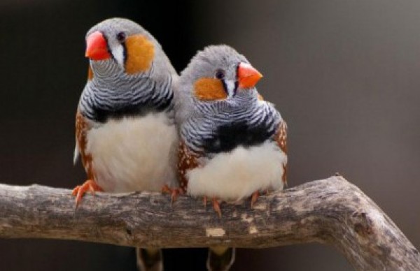 علماء يسمعون "خلافات زوجية"بين الطيور
