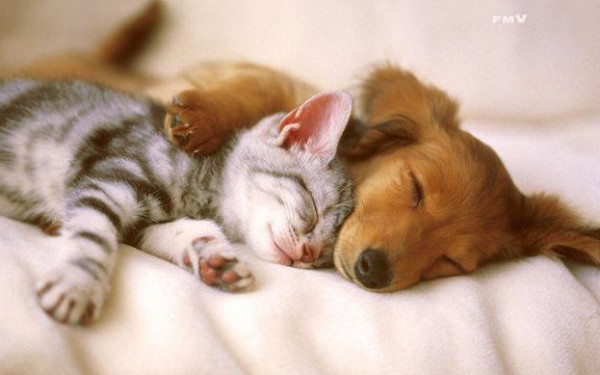 قطط وكلاب أثناء النوم