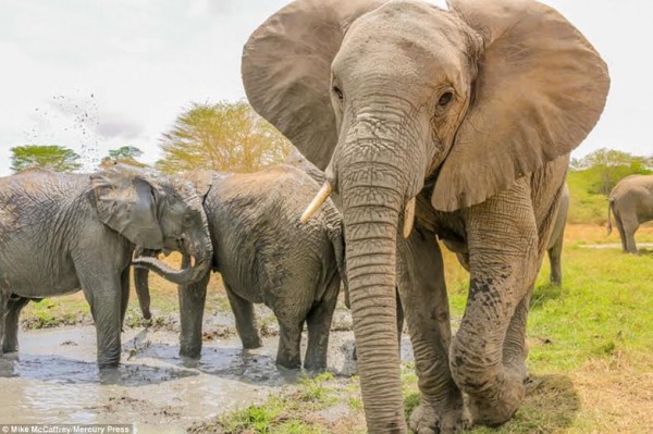 بالصور.. متعة صغار الفيلة في "معركة الطين"
