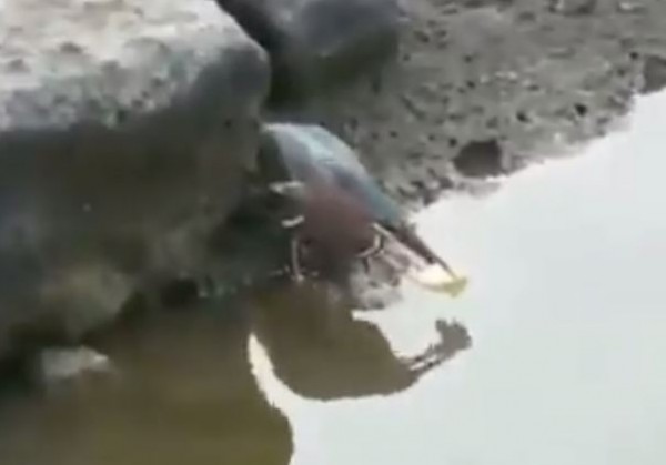سبحان من خلق فأبدع...شاهد كيف يصطاد هذا الطائر