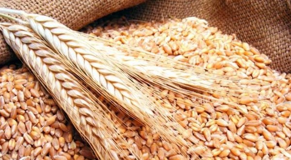 روسيا تزوّد سوريا بالقمح