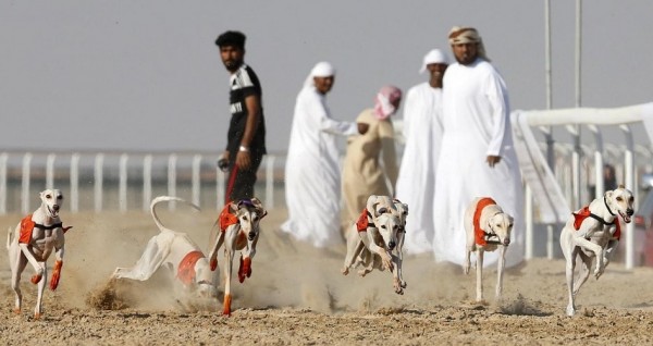 مهرجان الظفرة