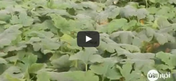 الزراعة في البيوت البلاستيكية.. كسر جديد لحصار الغوطة