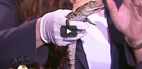 فيديو| مذيعة مصرية تستضيف تمساحاً على الهواء!