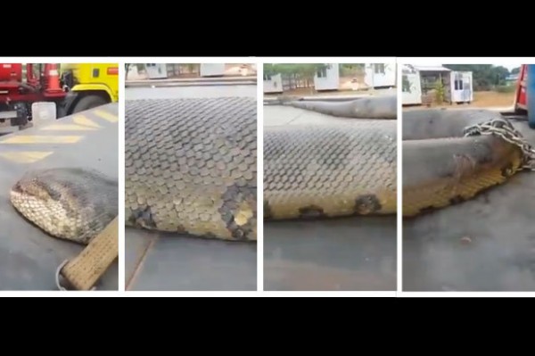 بالفيديو والصور.. أضخم ثعبان في التاريخ بالبرازيل يحتاج لرافعة لنقله