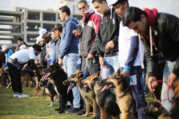 (صور) : لأول مرة في غزة .. تجمع مُربي الكلاب