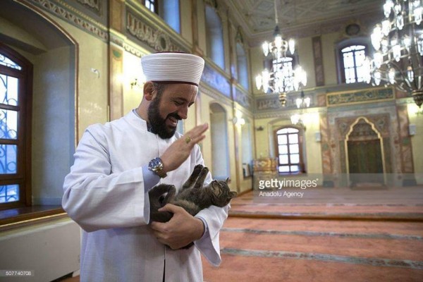 15 صورة لـ«قِطط» تُشارك المُسلمين الصلاة داخل مسجد تُركي: «رأفة ورحمة»