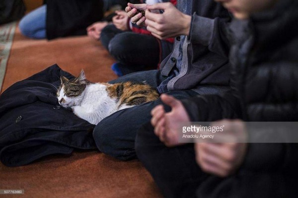 15 صورة لـ"قِطط" تُشارك المُسلمين الصلاة داخل مسجد تُركي: "رأفة ورحمة"