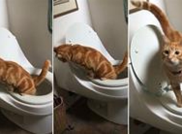 بالفيديو: قطة تستخدم المرحاض تماماً كالبشر