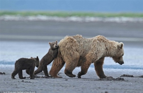 بالصور.. لقطات رائعة لعلاقة صغار الدببة بوالدتهم