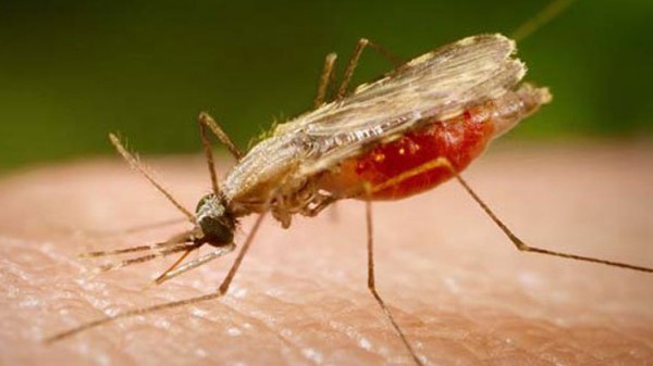 تخصيص 4 مليارات يورو لمكافحة الملاريا