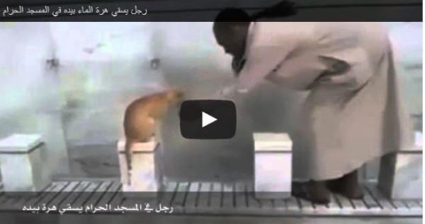 رجل يسقي قطة بيديه في المسجد الحرام
