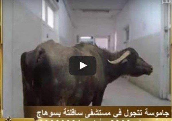 جاموسة تتجول بأحدى مستشفيات سوهاج وكلب داخل مستشفى مغاغة