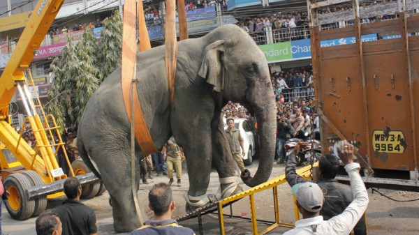 فيل يثير الذعر في شوارع مدينة هندية (فيديو)