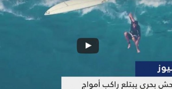 شاهد وحش بحري يبتلع راكب أمواج