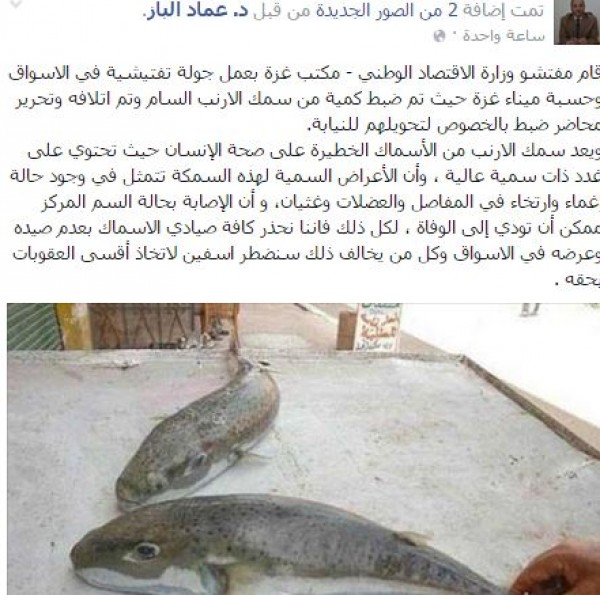 الباز: ضبطتنا كمية من أسماك الأرنب السامة في أسواق قطاع غزة